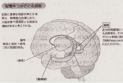 画像の説明